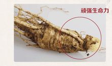 我与西洋参的故事作文