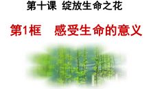 我发现了苍蝇的秘密作文