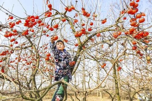 有趣的柿子采摘组成