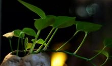 “没出息”的打赌改变人生