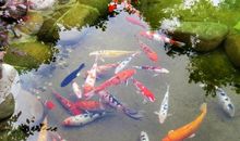 林清玄：生活中美好的鱼