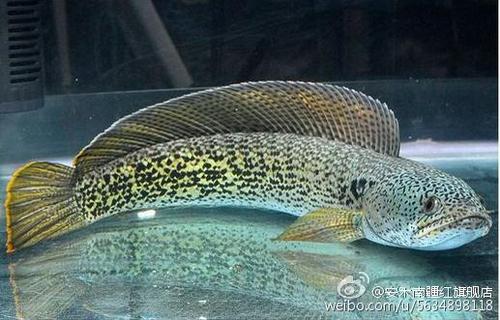 告诉孩子你必须知道这三条鱼