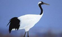 与鹤有关的成语