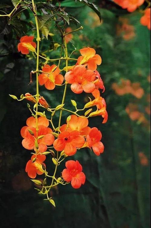 温逸多：寄出真实的秋天