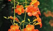 闻一多：寄怀实秋