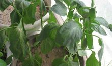 观往历史 知见未来 ——《金瓯缺》读后感