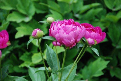 等待盛开的季节,您最终将迎来一个充满鲜花的未来