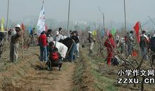 植树节活动总结