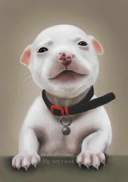 撰写动物论文:我的小白