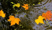 有关秋雨的佳句