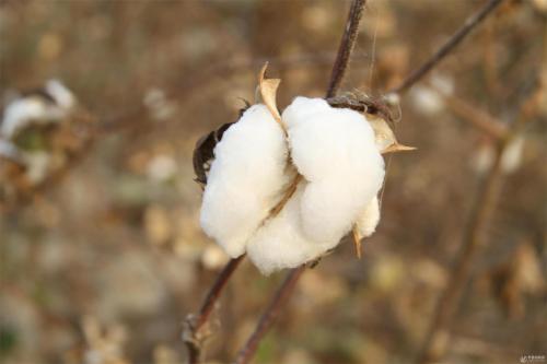 漂亮的句子描述棉花
