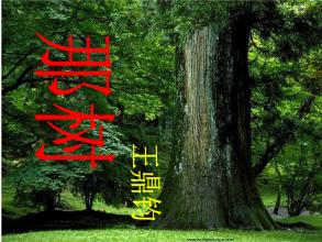 王鼎军：那棵树