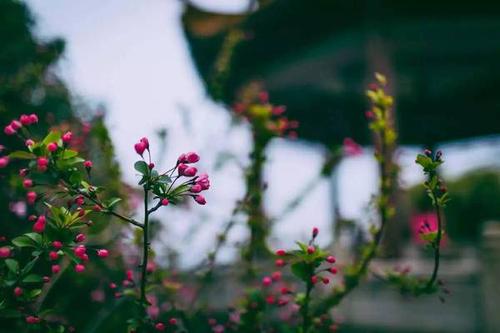 冰心：一天的春天