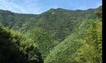 冰心：山中杂感