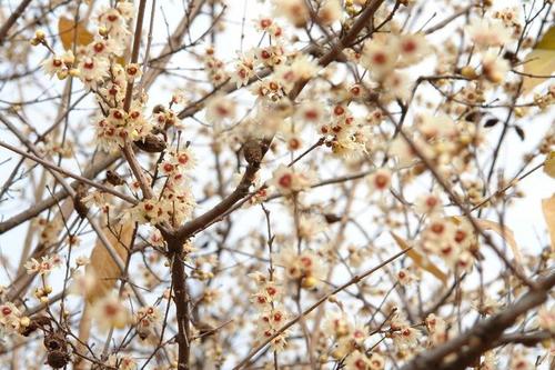 赵丽红：如果要做冬梅