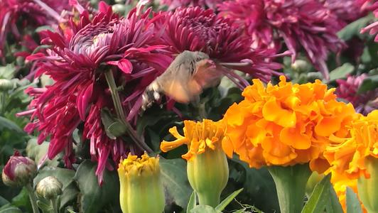 初中作文：谈花的启示