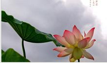 不该清高的时候，千万别清高