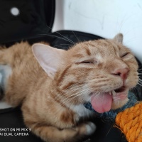 写动物成分:小熊