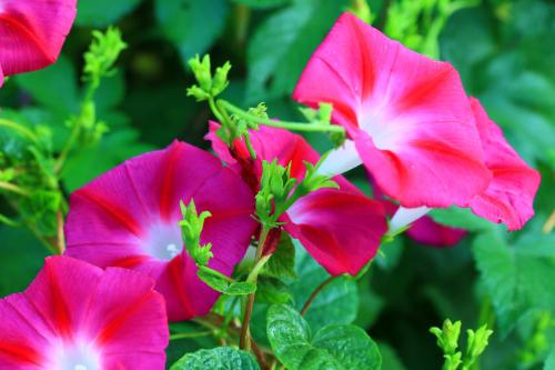 描述牵牛花的句子