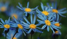 冯骥才：无书的日子