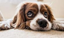 写动物作文：小狗