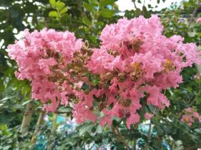 泰戈尔:普通的女孩