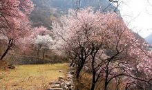 每一个草根都通往春天