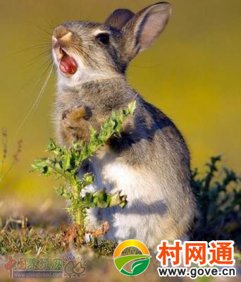 饥饿不愿选择食物