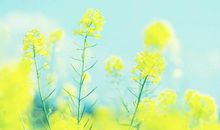 赞美桃花的优美语句