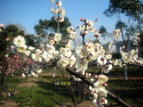 白梅的诗