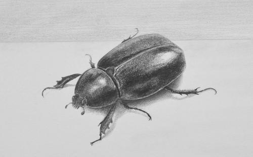 我变得有点甲虫了