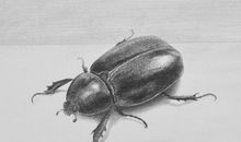 我变成了一只小甲虫作文