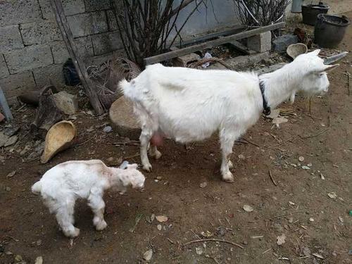 三一向文波：从羊商到“中国第一工薪族”