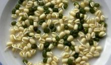 观察作文：可爱的小豆芽