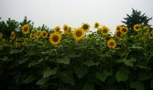 铁穆尔：夏营地的歌