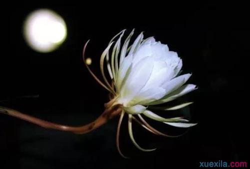 描述主显节出现的句子