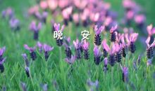 经典语录：相信，星星会说话，石头会开花