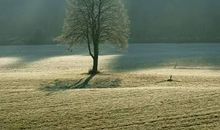 贾平凹：孤独的走向未来