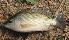 赵丽宏：遗忘的碎屑