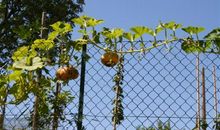 担待我们的父母