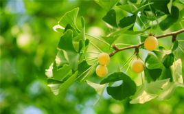 友谊树上只有一种果实,叫做信任