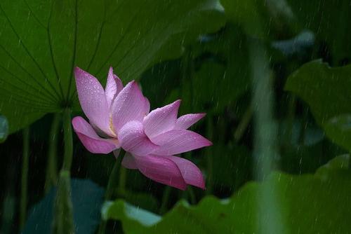 刘占秋:雨的四个季节