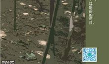 只见树木，不见森林造句