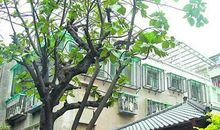 梁实秋：忆青岛