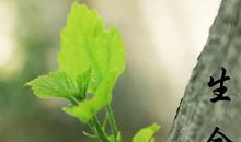 热爱生命的句子