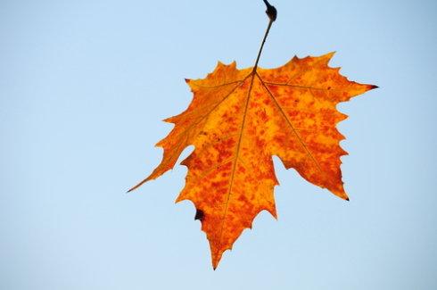 描述平面树的好句子