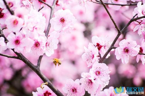 赞美桃花的诗句