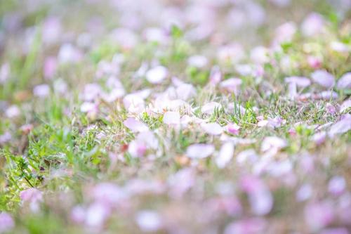 世界上所有的祝福就是您积累的善良和努力