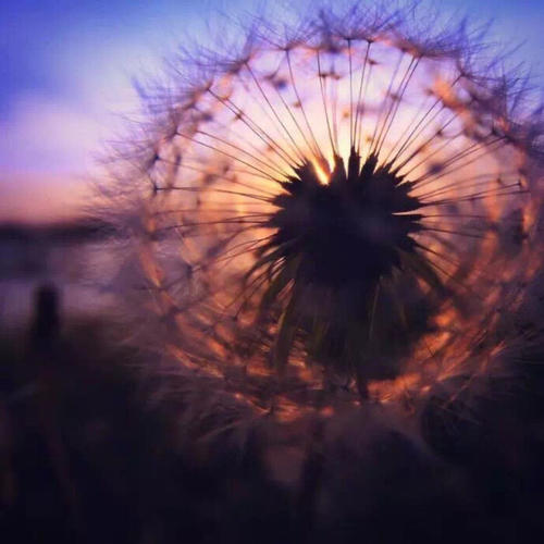 经典语录：生活就像蒲公英，看似自由，但非自愿