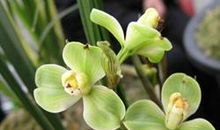 玉海棠经典台词